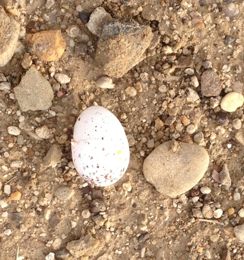 Found stone and egg.