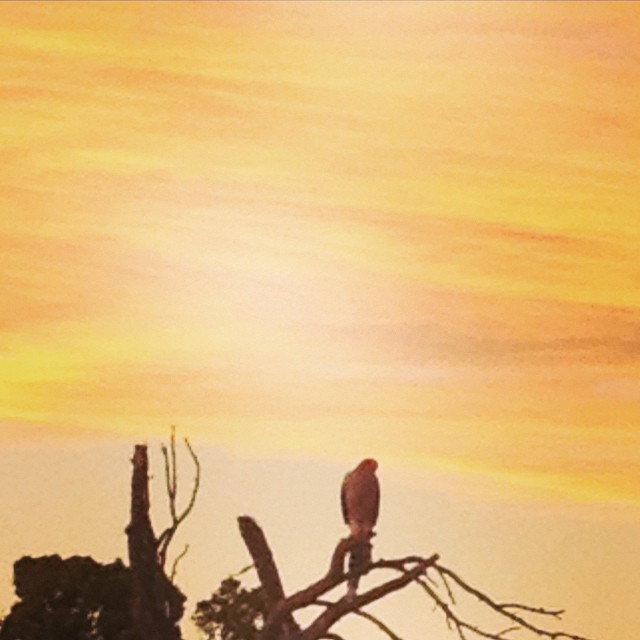 Hawk at sunset.
